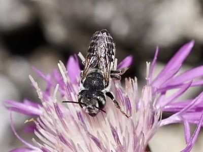 Mégachile des Centaurées