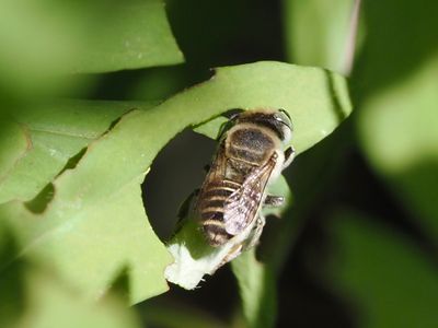 Mégachile dent-velue