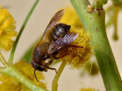 Megachile rufescens
