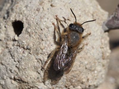 Megachile rufescens