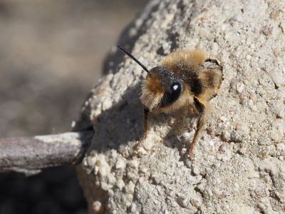 Megachile rufescens