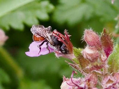 Osmia andrenoides