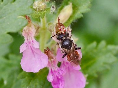 Osmia andrenoides