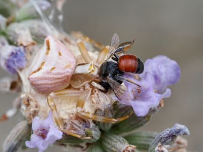 Osmie rouge des caricoles