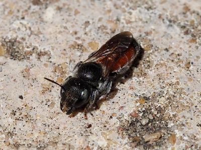 Osmia andrenoides