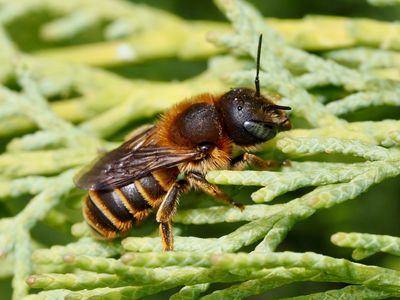 Osmia aurulenta