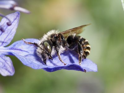 Osmia aurulenta