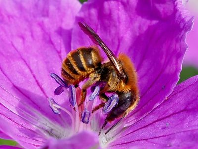 Osmia aurulenta
