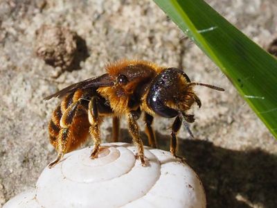 Osmia rufohirta