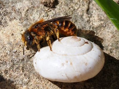 Osmia rufohirta