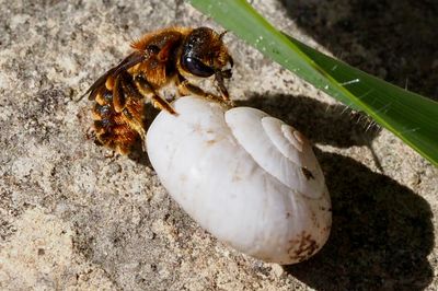 Osmia rufohirta