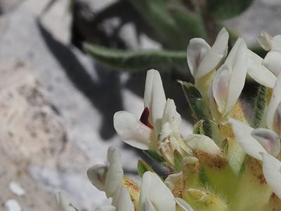 Anthyllide de Foronda