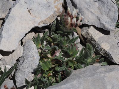 Anthyllide de Foronda