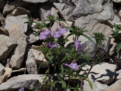 Galéopsis à feuilles étroites