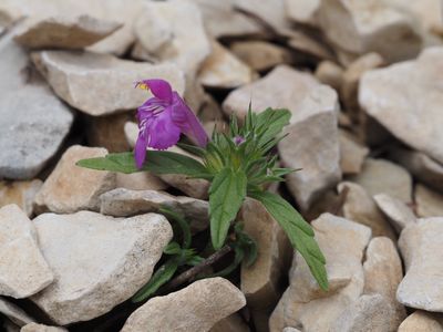 Galéopsis à feuilles étroites