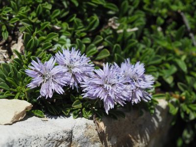 Globulaire rampante