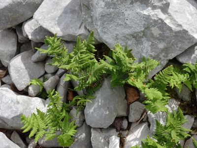 Gymnocarpium de Robert