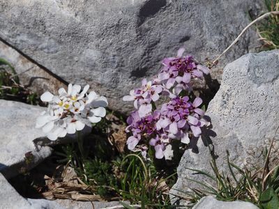 Ibéris des rochers