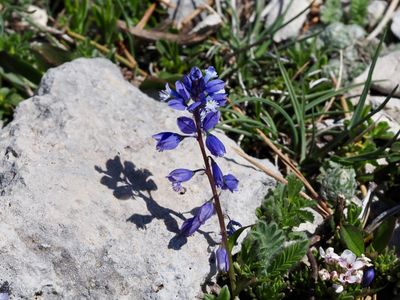Polygala du calcaire