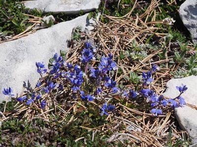 Polygala du calcaire