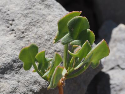 Rumex à feuilles en écusson