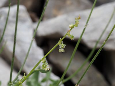 Rumex à feuilles en écusson
