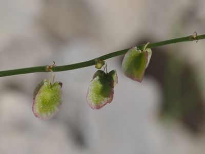 Rumex à feuilles en écusson