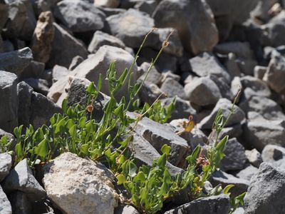 Rumex à feuilles en écusson