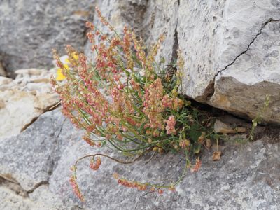 Rumex à feuilles en écusson