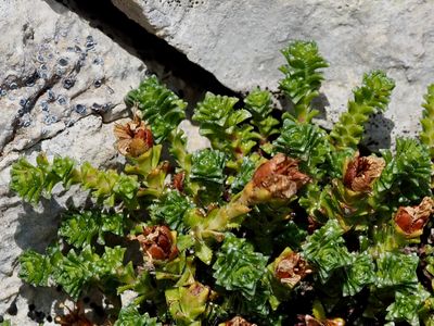Saxifrage à feuilles opposées