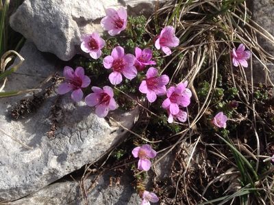 Saxifrage à feuilles opposées