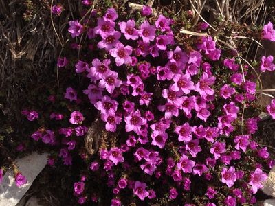 Saxifrage à feuilles opposées