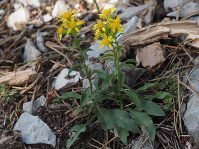 Verge d'or