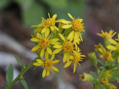 Verge d'or