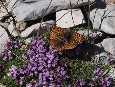 Thym à tiges longues