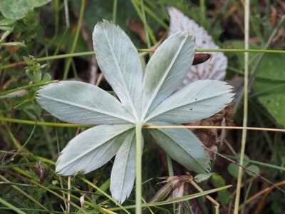 Alchemille des Alpes