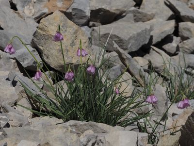 Ail à fleurs de narcisse