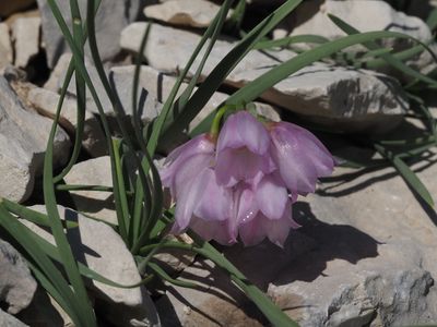 Ail à fleurs de narcisse