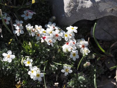 Androsace velue