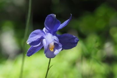 Ancolie de Bertoloni