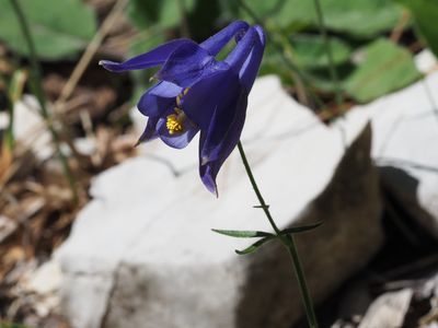 Ancolie de Bertoloni