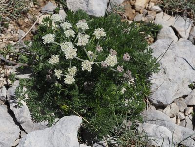 Athamante de Crète