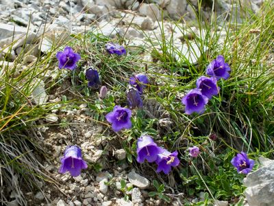 Campanule alpestre