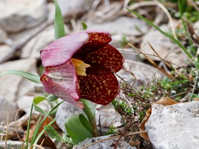 Fritillaire du Dauphiné
