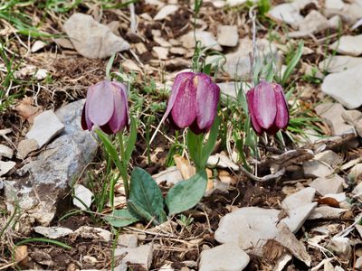 Fritillaire du Dauphiné