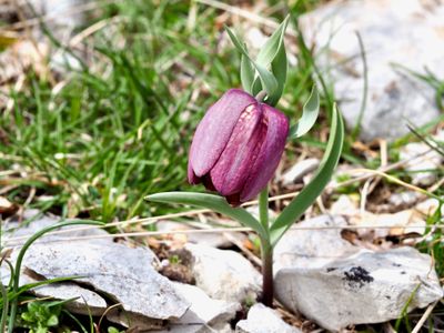 Fritillaire du Dauphiné