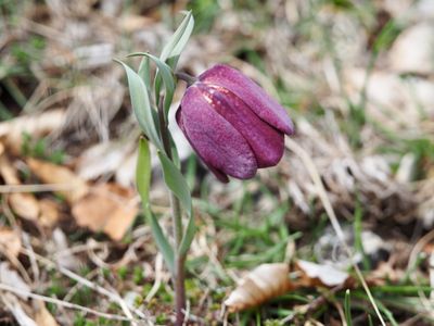 Fritillaire du Dauphiné