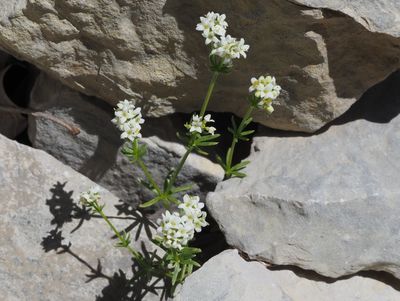 Gaillet des rochers