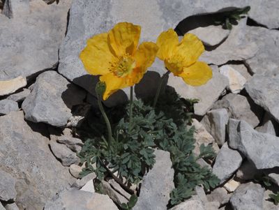 Pavot des Alpes