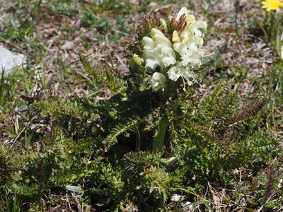 Pédiculaire chevelue
